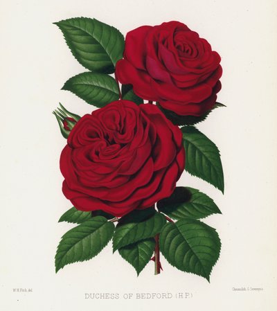Le Jardin des Roses : Duchesse de Bedford, HP - English School